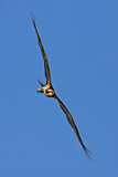 Image. Western Osprey