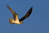 Image. Western Osprey