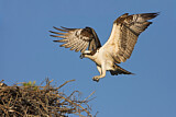 Image. Western Osprey