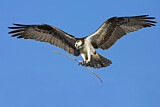 Image. Western Osprey