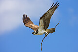 Image. Western Osprey