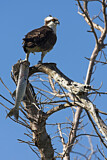 Image. Western Osprey
