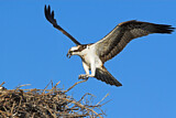 Image. Western Osprey