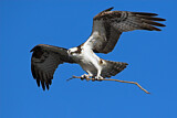 Image. Western Osprey