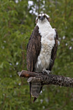 Image. Western Osprey