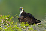 Image. Western Osprey
