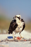 Image. Western Osprey