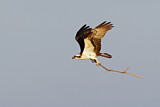Image. Western Osprey