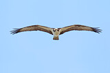Image. Western Osprey