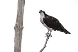 Image. Western Osprey