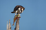Image. Western Osprey