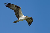 Image. Western Osprey