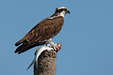 Image. Western Osprey