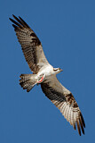 Image. Western Osprey
