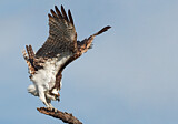 Image. Western Osprey