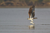 Image. Western Osprey