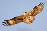 Image. Western Osprey