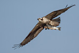 Image. Western Osprey