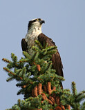 Image. Western Osprey
