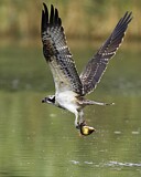 Image. Western Osprey