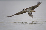 Image. Western Osprey