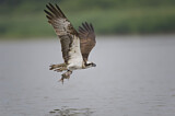 Image. Western Osprey