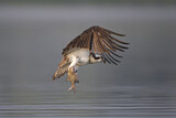 Image. Western Osprey