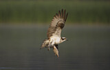 Image. Western Osprey