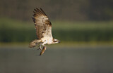 Image. Western Osprey