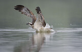 Image. Western Osprey