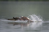 Image. Western Osprey