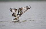 Image. Western Osprey