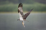 Image. Western Osprey