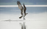 Image. Western Osprey