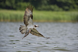 Image. Western Osprey
