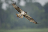 Image. Western Osprey