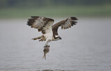 Image. Western Osprey