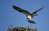 Image. Western Osprey