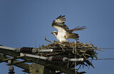 Image. Western Osprey