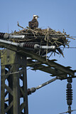 Image. Western Osprey