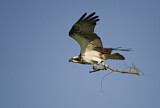 Image. Western Osprey