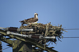 Image. Western Osprey