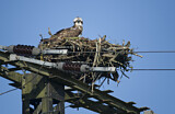 Image. Western Osprey