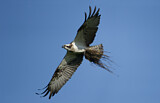 Image. Western Osprey