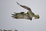 Image. Western Osprey