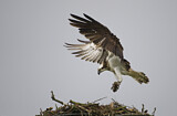 Image. Western Osprey