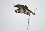 Image. Western Osprey