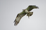 Image. Western Osprey