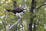 Image. Western Osprey