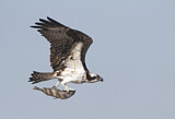 Image. Western Osprey